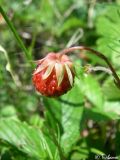 Fragaria campestris. Созревщий плод. Крымский природный заповедник, Бабуган-Яйла. 19.07.2009.