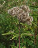 Eupatorium cannabinum