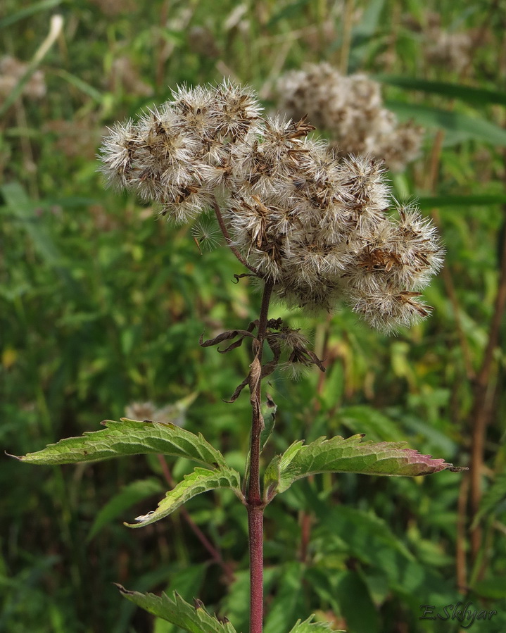 Изображение особи Eupatorium cannabinum.