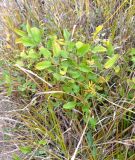 Sanguisorba officinalis. Вегетирующее растение в стадии осеннего изменения окраски листьев. Украина, Кировоградская обл., Устиновский р-н, ландшафтный заказник \"Урочище Монастырище\", влажная низина в пойме реки. 05.10.2013.