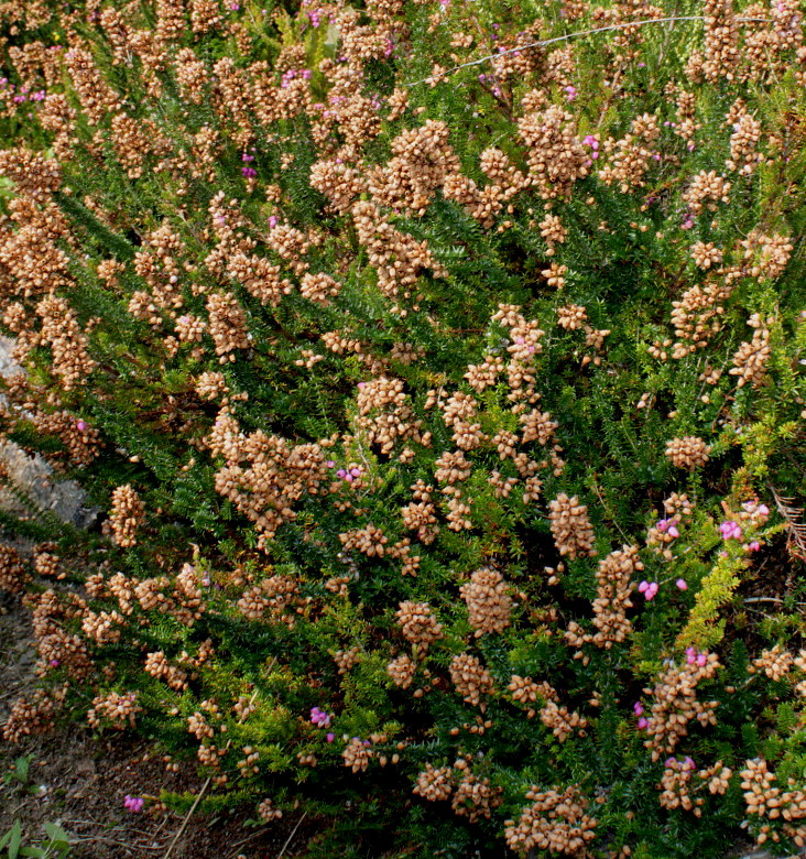 Изображение особи Erica cinerea.