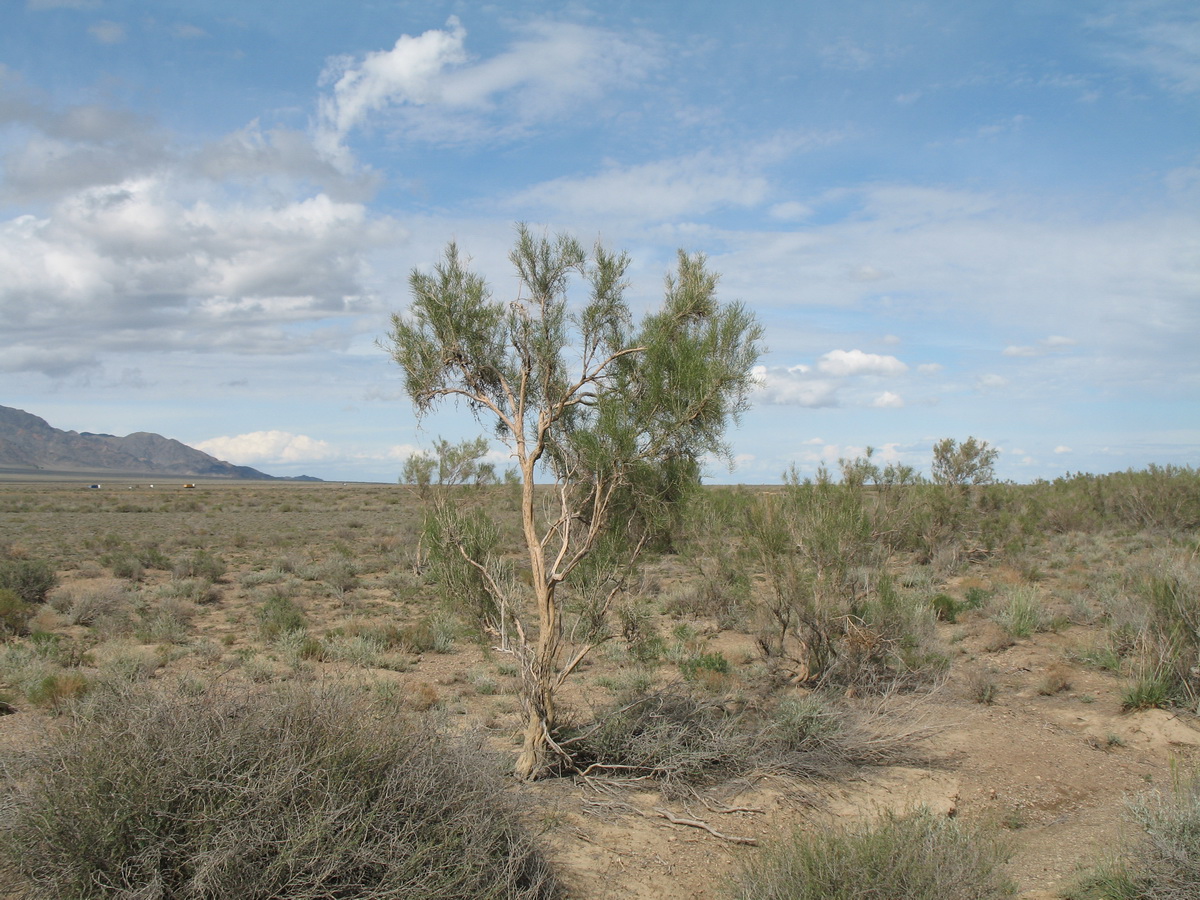 Image of Haloxylon aphyllum specimen.