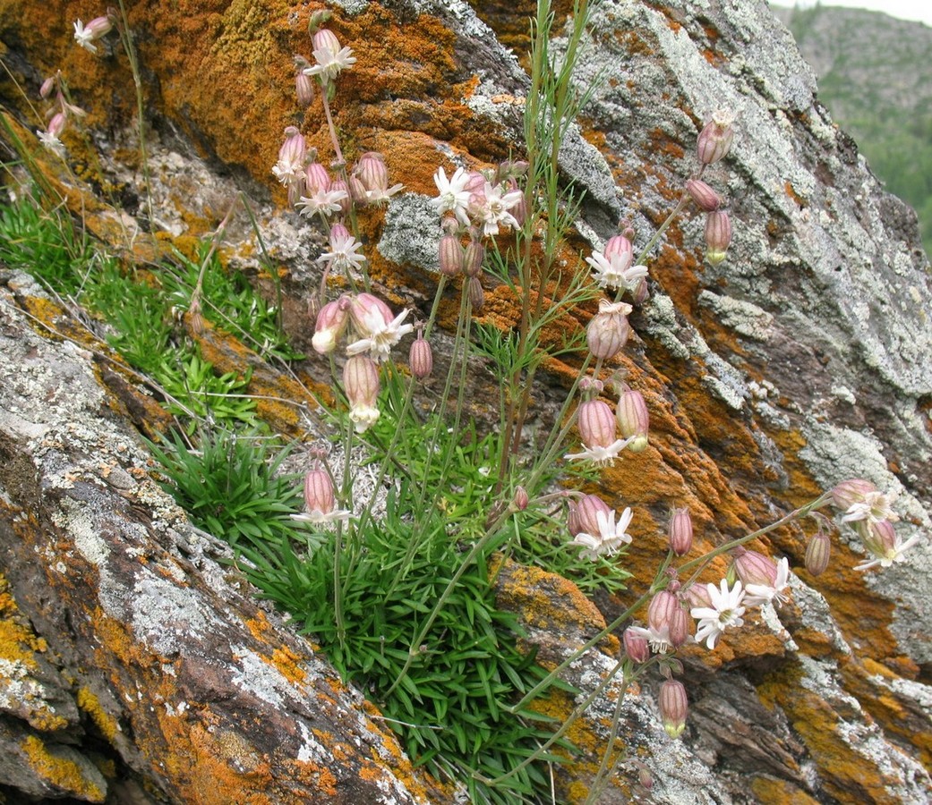 Изображение особи Silene turgida.