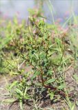 Epilobium pseudorubescens. Цветущее растение на песчаном пляже в зоне забрызга. Ленинградская обл., Кургальский заказник, берег Финского залива. 17.08.2014.