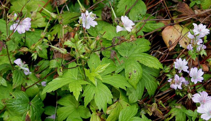 Изображение особи Geranium nodosum.