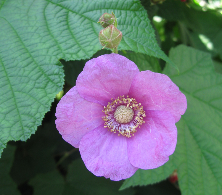 Изображение особи Rubus odoratus.