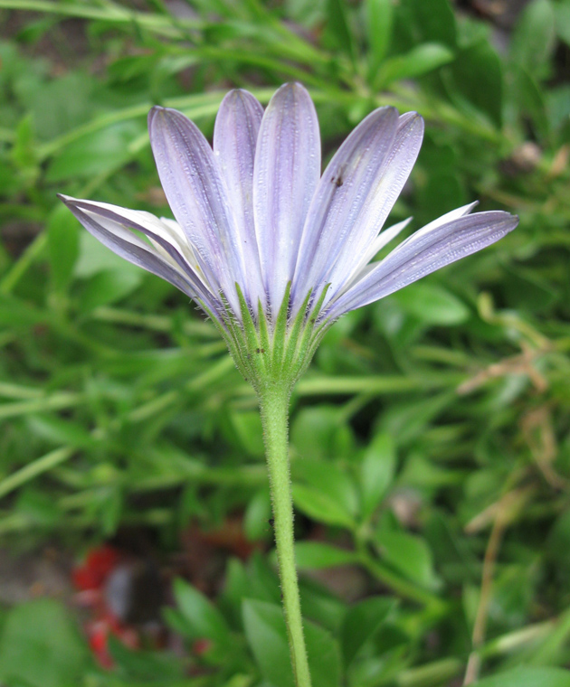 Image of Dimorphotheca pluvialis specimen.