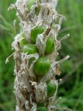 Asphodeline taurica