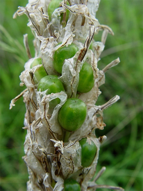 Image of Asphodeline taurica specimen.