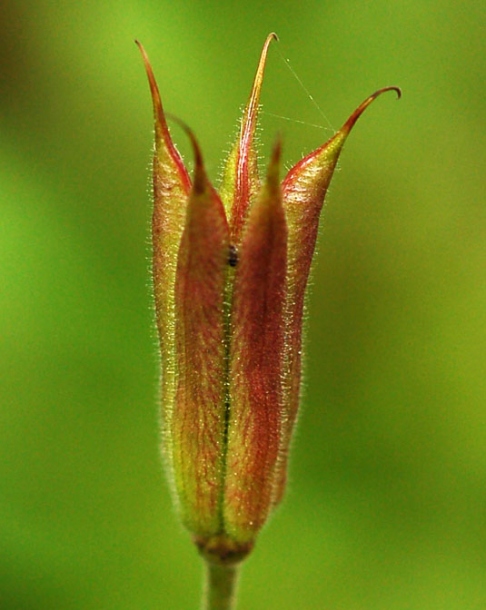 Image of Aquilegia oxysepala specimen.
