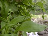Allium ochotense. Растения в фазе бутонизации.
