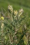 Oxytropis pilosa. Верхушка цветущего и плодоносящего растения. Белгородская обл., окр. пос. Борисовка, Острасьев Яр, степь. 30.06.2009.