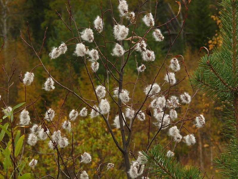 Image of Salix pentandra specimen.