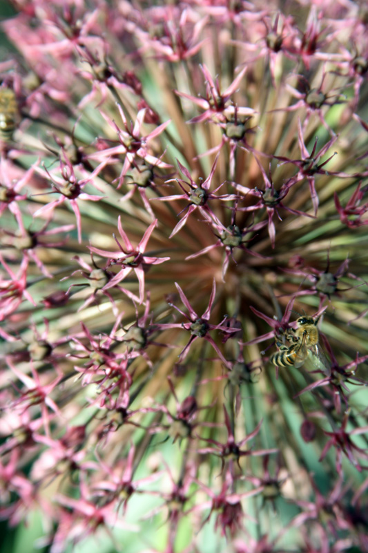 Image of Allium karataviense ssp. henrikii specimen.