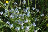 Myosotis palustris