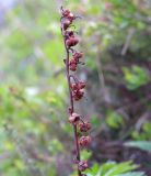 Pyrola norvegica