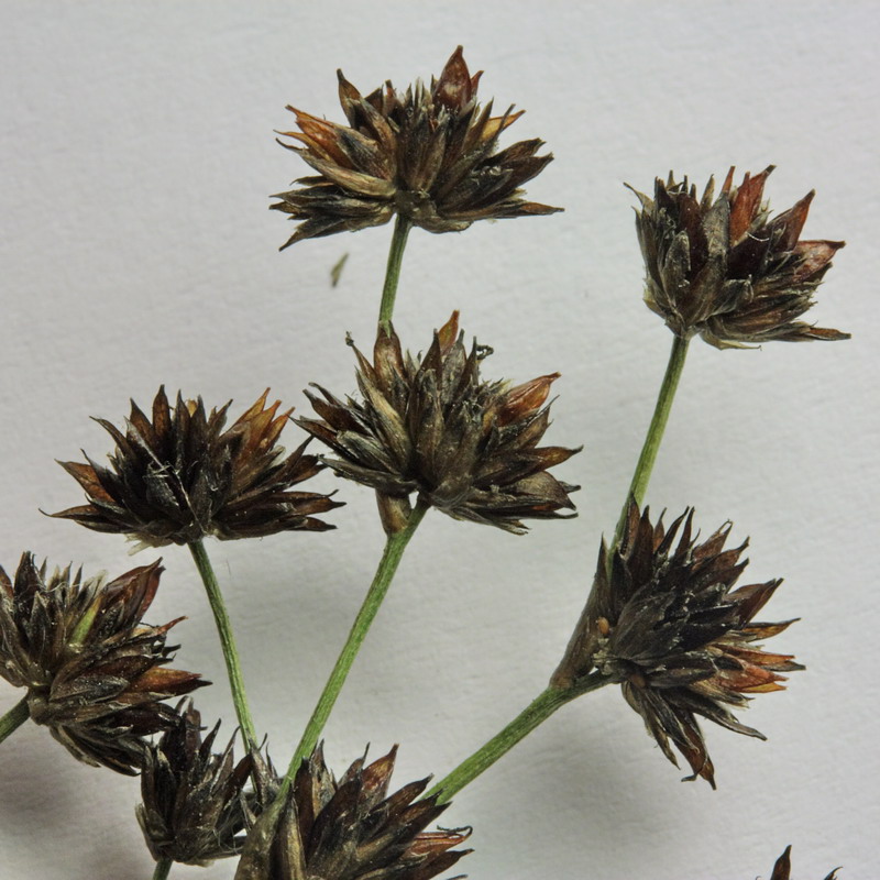 Image of Juncus articulatus specimen.