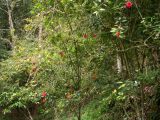 Hibiscus rosa-sinensis