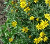 семейство Asteraceae
