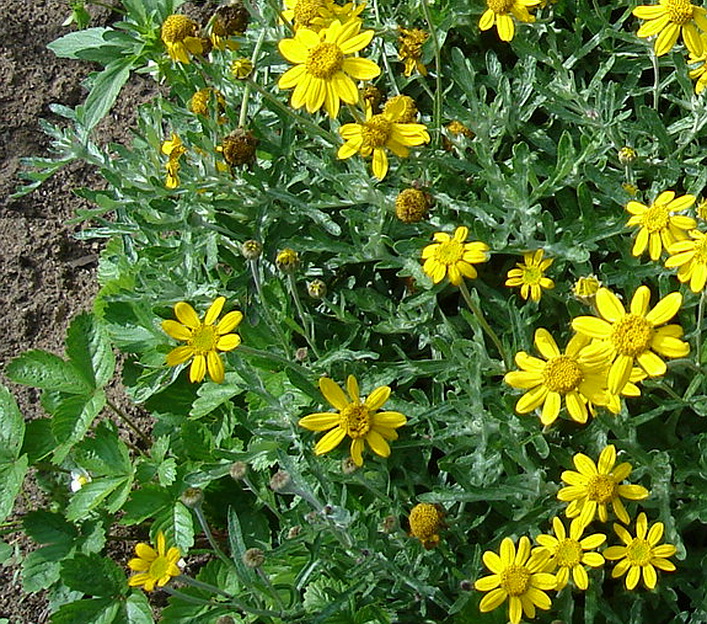 Image of familia Asteraceae specimen.