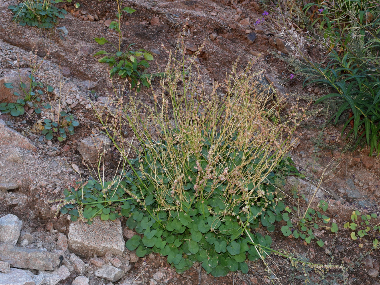 Image of Oxyria digyna specimen.