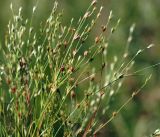 Juncus bufonius. Верхушки цветущих и плодоносящих побегов. Московская обл., Раменский р-н, окр. ж.-д. платформы Хрипань, просека под ЛЭП. 30.07.2015.