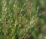 Juncus bufonius