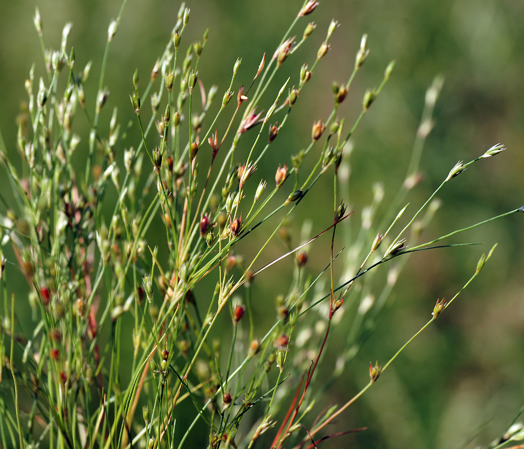 Изображение особи Juncus bufonius.