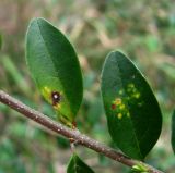 Ligustrum vulgare. Часть побега с листьями, поражёнными грибом Thedgonia ligustrina (Boerema) B. Sutton. Краснодарский край, Сочи, окр. Адлера, рудеральное место. 25.02.2015.