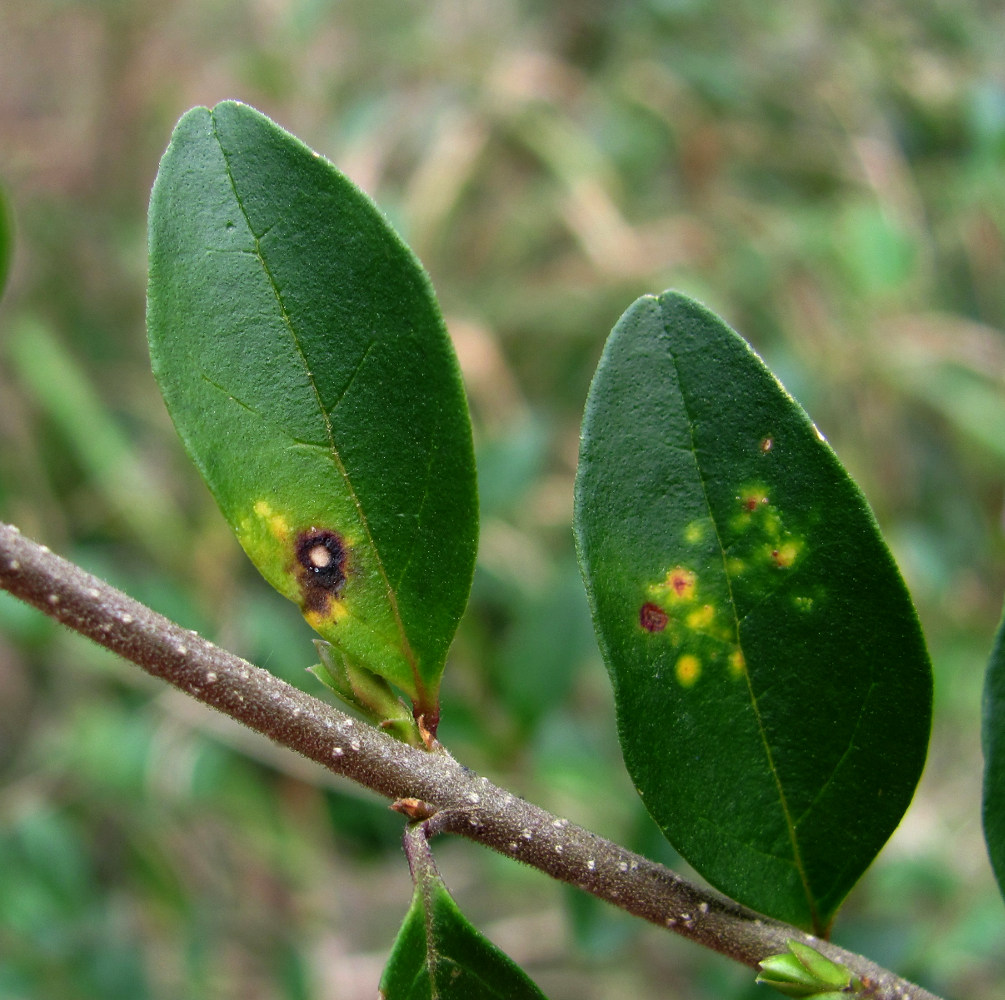 Image of Ligustrum vulgare specimen.