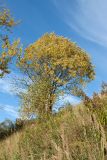 Salix caprea. Взрослое растение с листьями в осенней окраске (перед ним - молодые Betula pendula). Ленинградская обл., Кировский р-н, пос. Дачное, бровка склона долины р. Мга у шоссе. 04.10.2015.