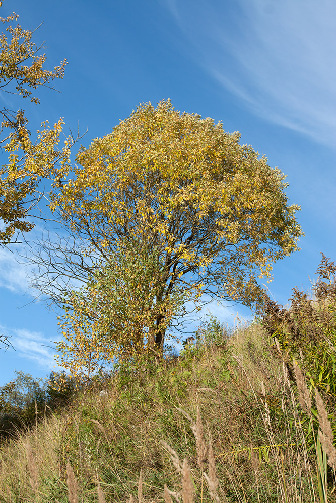 Image of Salix caprea specimen.