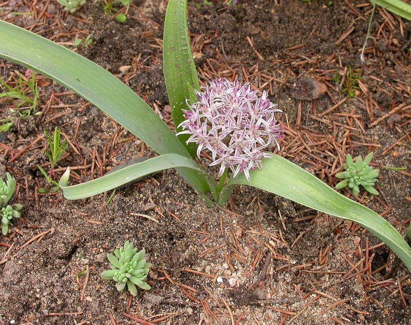 Изображение особи Allium derderianum.