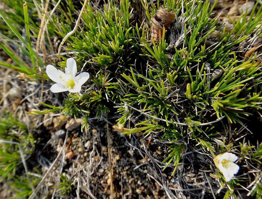 Image of Eremogone meyeri specimen.