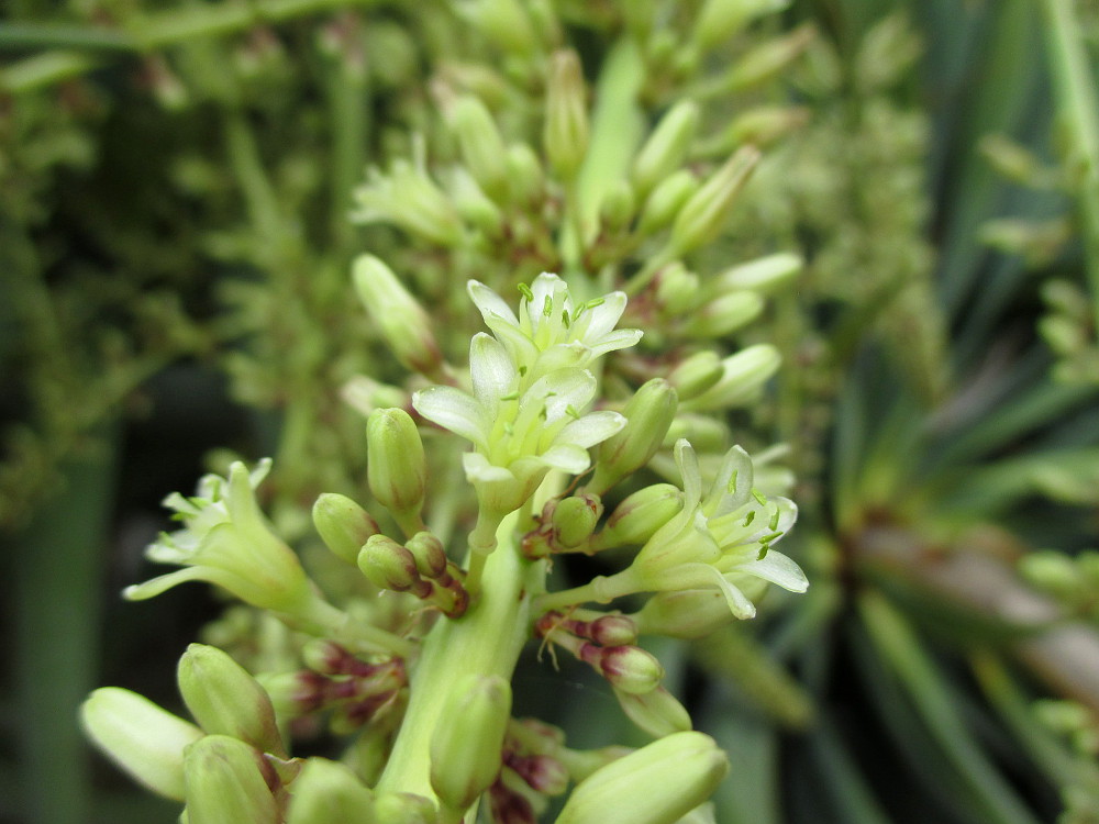 Image of Dracaena draco specimen.