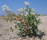 Clematis lathyrifolia