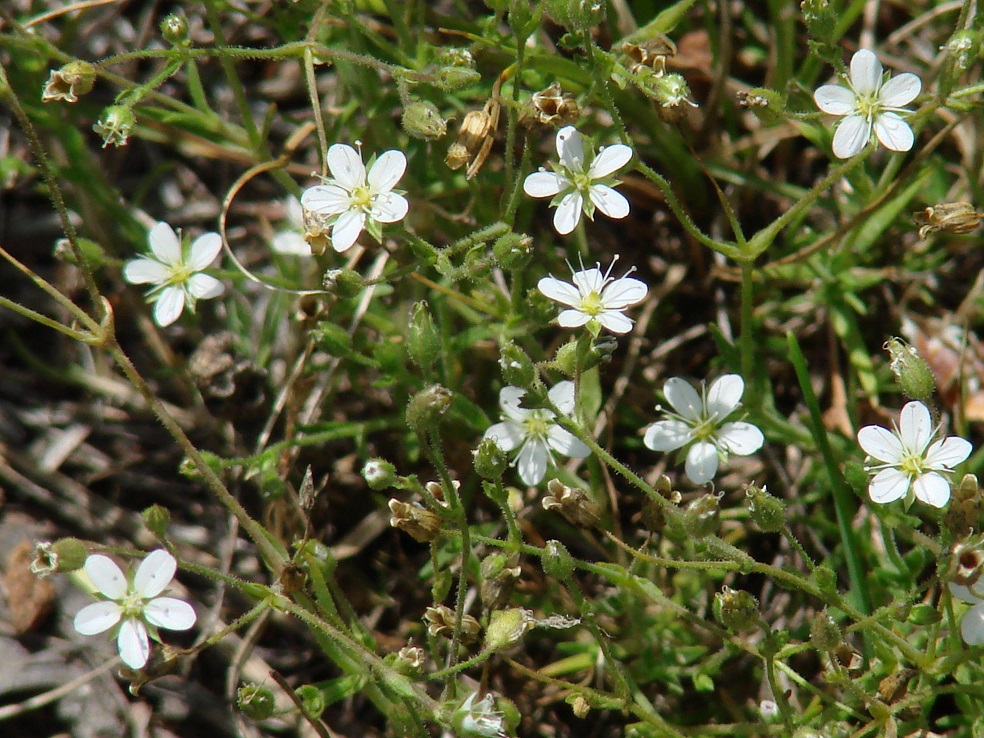 Image of Minuartia verna specimen.