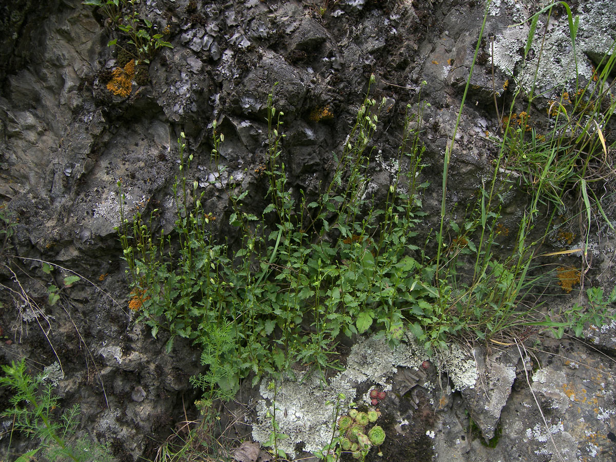 Image of Campanula calcarata specimen.