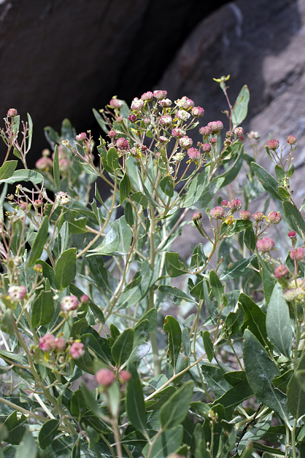 Image of Haplophyllum latifolium specimen.