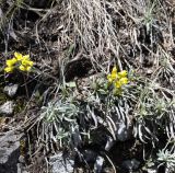 Draba lasiocarpa