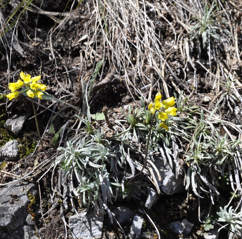 Image of Draba lasiocarpa specimen.