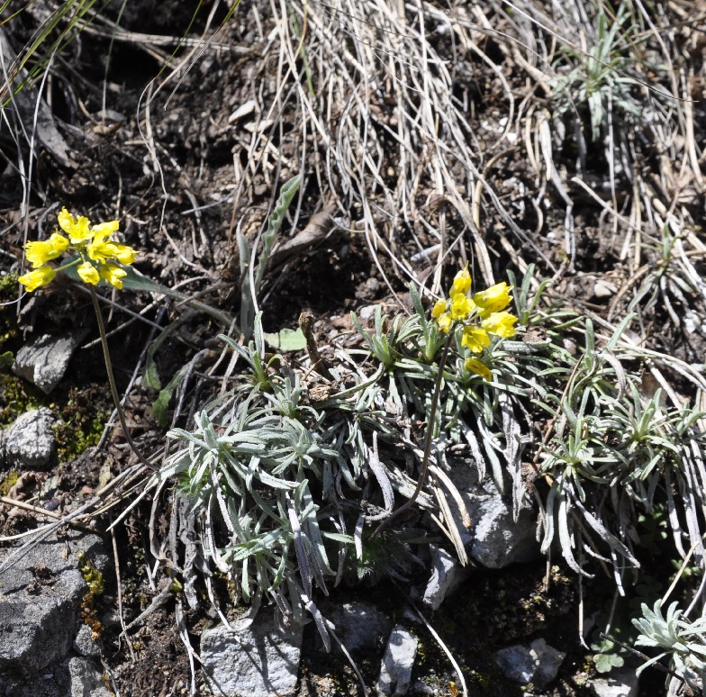 Изображение особи Draba lasiocarpa.