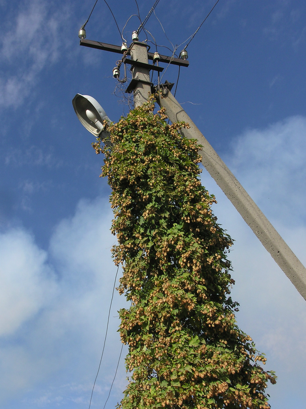 Image of Humulus lupulus specimen.