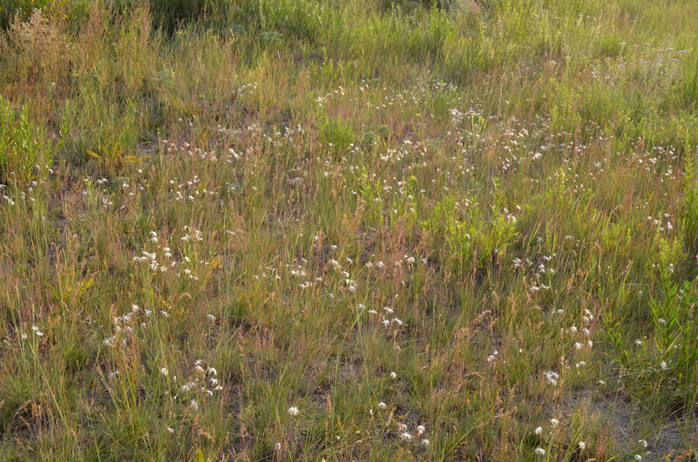 Image of Dianthus kuschakewiczii specimen.