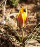 Tulipa tetraphylla. Зацветающее растение. Кыргызстан, Нарынская обл., правый берег долины р. Нарын, ~ 2300м н. у. м., р-н слияния Нарына и М. Нарына. 25.04.2015.