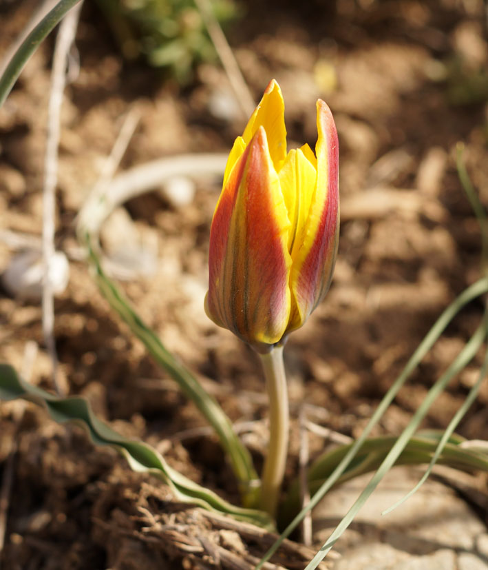 Image of Tulipa tetraphylla specimen.