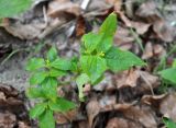 Synedrella nodiflora. Верхушка цветущего растения. Андаманские острова, остров Хейвлок, в поселке у дороги. 31.12.2014.