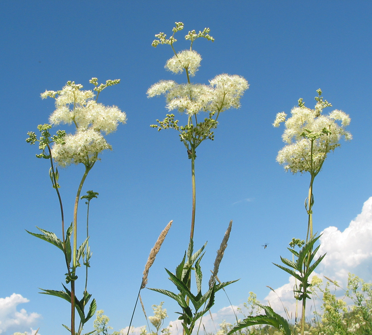 Изображение особи Filipendula ulmaria.