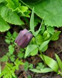 Fritillaria latifolia. Цветущее растение. Карачаево-Черкесия, окр. пос. Архыз, долина р. Малая Дукка, субальпийский луг (выс. около 2000 м н.у.м.). 19.06.2015.