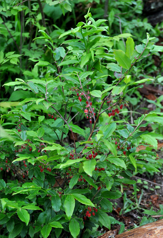 Image of Vaccinium arctostaphylos specimen.